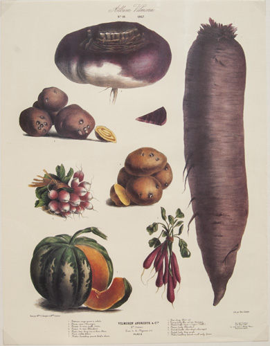 Antique vegetable prints from Album Vilmorin (fine reproductions from circa 1980s)